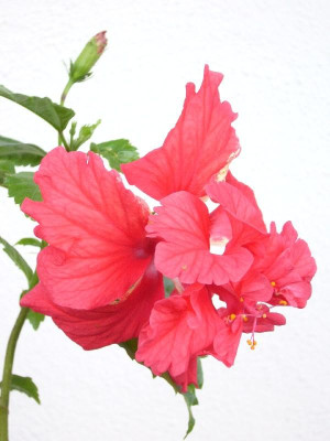 Hibiscus_El_Capitolio_800x800_80KB.jpg
