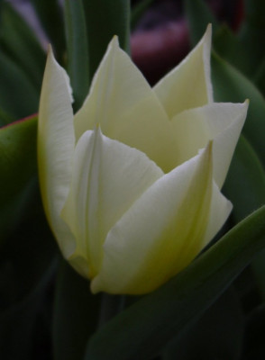 tulpeunbekannt2005.JPG