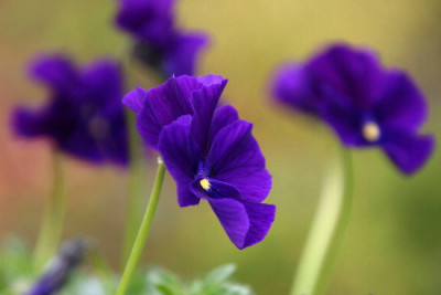Viola-April-1.jpg