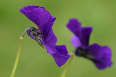 Viola-April-2.jpg