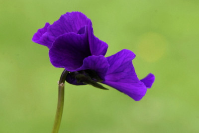 Viola-April-3.jpg