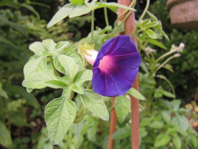 Ipomoea_pubescens_a_100829.jpg