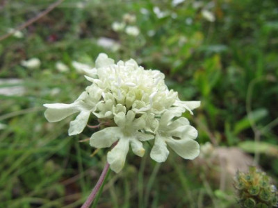 Scabiosa_ochroleuca__a100829.jpg