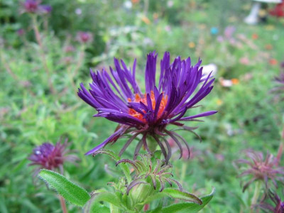 Dunkelste_Aster_a_100829.jpg
