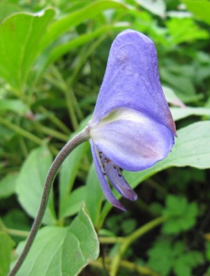 Aconitum_austroyunannense__2a_100829.jpg