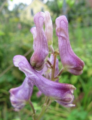Aconitum_scaposum_100829.jpg