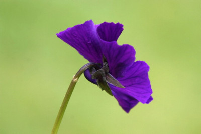 Viola-April-4.jpg