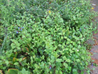 Ceratostigma_plumbagoides_1_100829.jpg