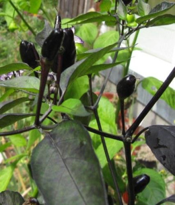 schwarzer_Chilli_1.jpg