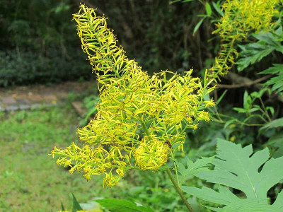 Ligularia_tangutica1_ue.jpg