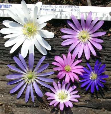 04140003_eAnemone_blanda_Bluten.JPG