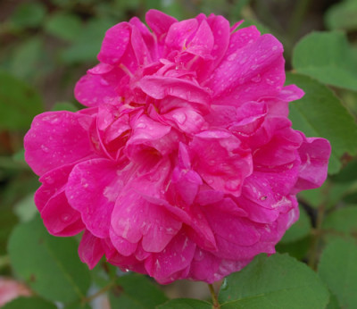 Rose_du_Roi__0010__78250.jpg