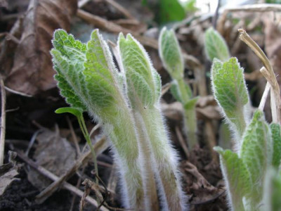 Melittis_melissophyllum.jpg