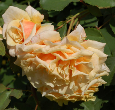 Caramella_0010__78404.jpg