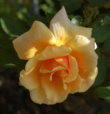 Caramella_0010__78405.jpg