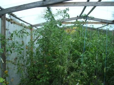 TomatenEndeAugust.jpg