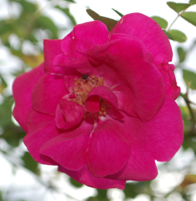 Cerise_Bouquet_0010__78442.jpg