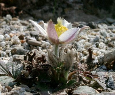 04140038_ePulsatilla_vernalis.JPG