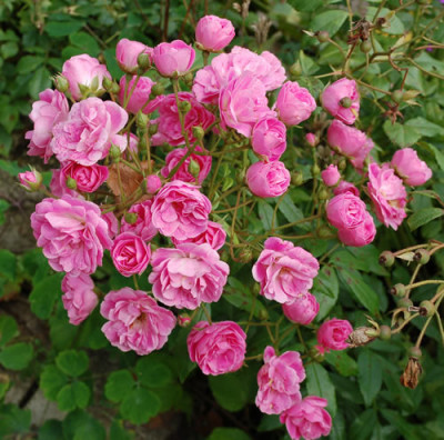 Gartendirektor_Otto_Linne_0010__78472.jpg