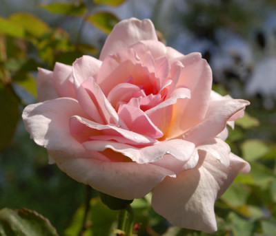 Mme_Butterfly_Clg_0010__78409.jpg