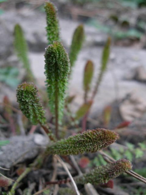 filipendula_vulgaris_Plena.jpg