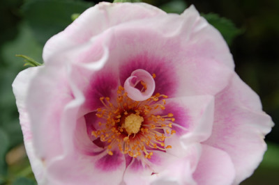 Pejambigeye_0010__78485.jpg