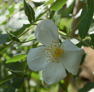 Rosa_moschata_0010__78414.jpg