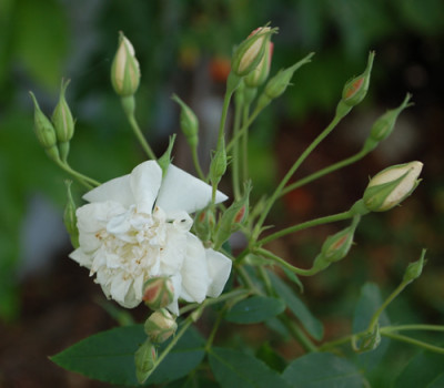 Rosa_moschata_plena_0010__78436.jpg