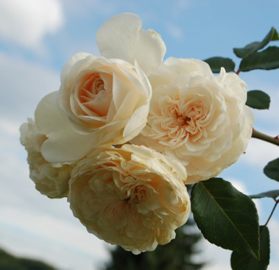 Sombreuil_Clg_0010__78467.jpg