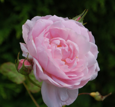 Scepterd_Isle_0010__78432.jpg