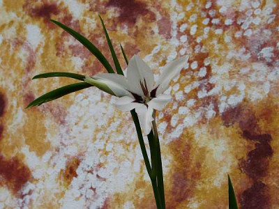 Sterngladiole-ax.jpg