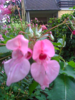 Blume_Birgit2.jpg