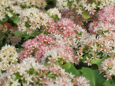 Sedum_populifolium_ue.jpg