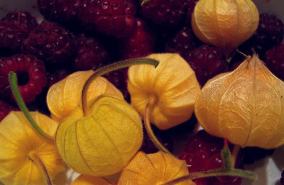 physalis_rubus-idaea.jpg