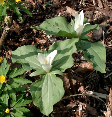 04140020_eTrillium_albidum.JPG