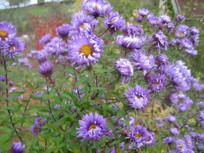 Aster_novae-angliae_Barrs_Blue_80001.jpg
