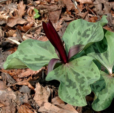 04140014eTrillium_sessile.JPG