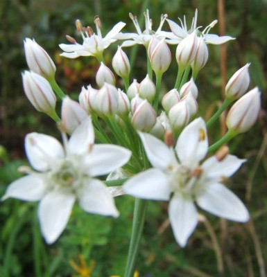 Allium_unbekannt.JPG