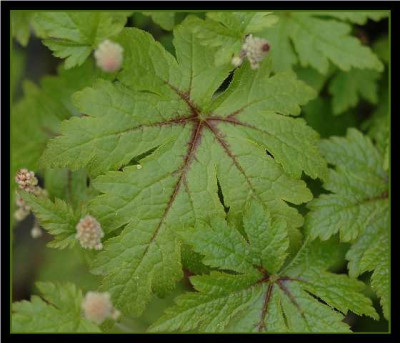 Tiarella_rot-gruen_14-04-05.jpg