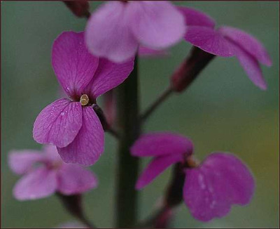 Erysimum_Bowles_Mauve_1_14-04-05.jpg