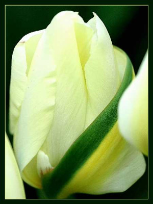 Tulipa_Purissima_-_The_White_Emperor_Gruen_Mutation_14-04-05.jpg