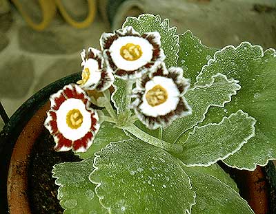 primula.jpg