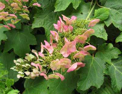 Hydrangea_quercifolia_2_800x600.jpg
