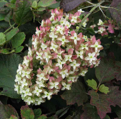 Hydrangea_quercifolia_Snowflake_2_800x600.jpg