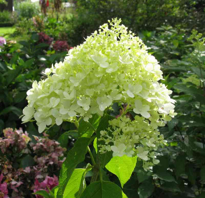 Hydrangea_paniculata_Irgendwer_800x600.jpg