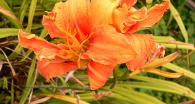 Hemerocallis.jpg