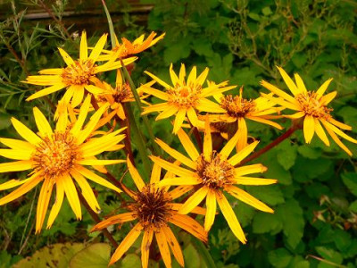 Ligularia_2.jpg