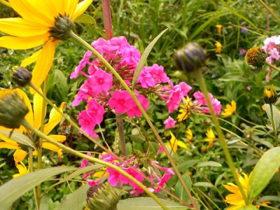 Phlox_5.jpg