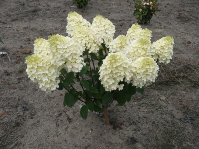Hydrangea_paniculata_Silver_Dollar.jpg