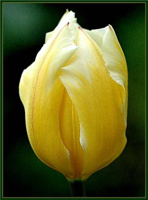 Tulipa_Fosteriana_Sweet_Heart_14-04-05.jpg